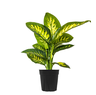 Dieffenbachia Plant - Dumb Cane Plant - Dieffenbachia Seguine