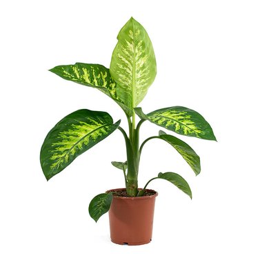 Dieffenbachia - Dumb Cane - Leopard Lily