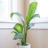 Dieffenbachia - Dumb Cane - Leopard Lily