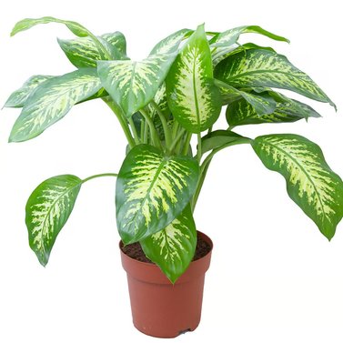 Dieffenbachia - Dumb Cane - Leopard Lily