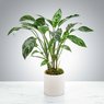 Dieffenbachia - Dumb Cane - Leopard Lily