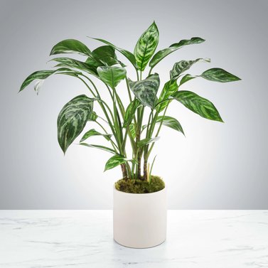 Dieffenbachia - Dumb Cane - Leopard Lily