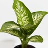 Dieffenbachia Plant - Dumb Cane Plant - Dieffenbachia Seguine