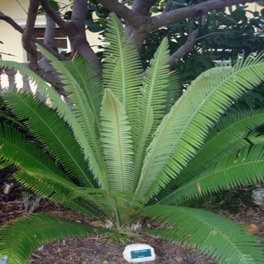 Dioon Mejiae-Palma Teosinte-Mejía's Cycad