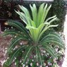 Dioon Merolae - Palm Tree