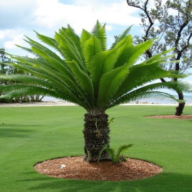 Dioon Spinulosum -Giant Dioon - Gum Palm