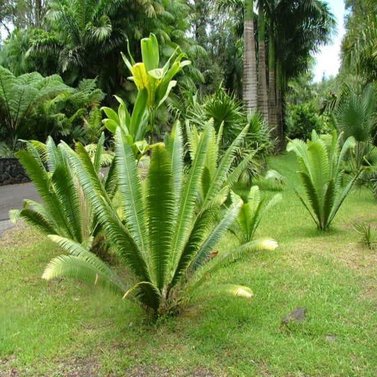 Dioon Mejiae-Palma Teosinte-Mejía's Cycad