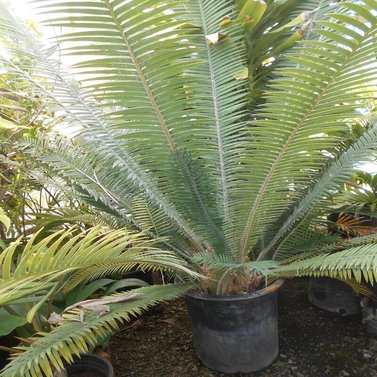 Dioon Mejiae-Palma Teosinte-Mejía's Cycad