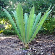 Dioon Mejiae-Palma Teosinte-Mejía's Cycad