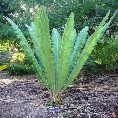 Dioon Mejiae-Palma Teosinte-Mejía's Cycad