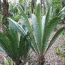 Dioon Mejiae-Palma Teosinte-Mejía's Cycad