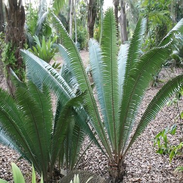 Dioon Mejiae-Palma Teosinte-Mejía's Cycad