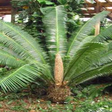 Dioon Mejiae-Palma Teosinte-Mejía's Cycad