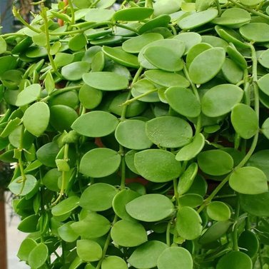 Dischidia Nummularia - String of Nickels - Ant Plant