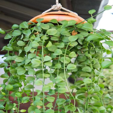 Dischidia Nummularia - String of Nickels - Ant Plant