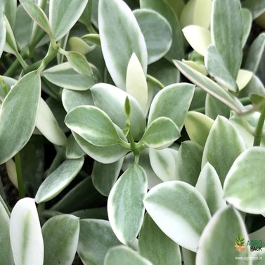 Dischidia Nummularia Variegated - String of Nickels - Ant Plant Variegated