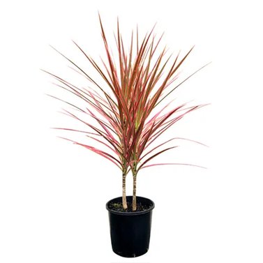 Dracaena Marginata-Colorama Cane Dragon Plant