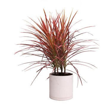 Dracaena Marginata-Colorama Cane Dragon Plant