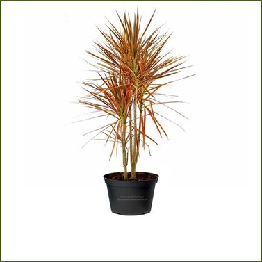 Dracaena Marginata-Colorama Cane Dragon Plant