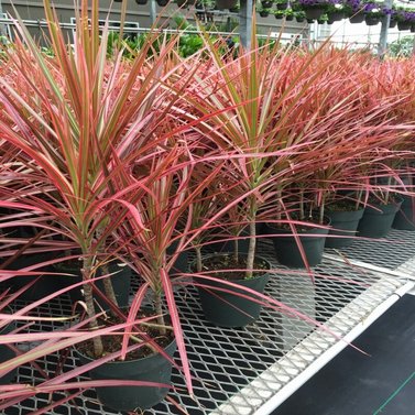 Dracaena Marginata-Colorama Cane Dragon Plant