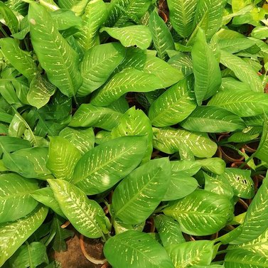 Dieffenbachia - Dumb Cane - Leopard Lily