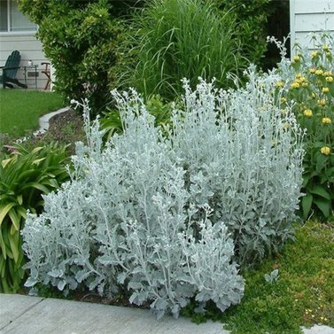 Dusty Miller Plant- Silver Ragwort