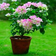 Dwarf Bougainvillea Colorful Paper Flower Bushy Pink White