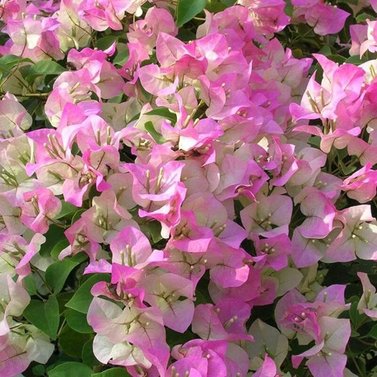 Dwarf Bougainvillea Colorful Paper Flower Bushy Pink White