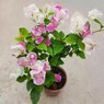 Dwarf Bougainvillea Colorful Paper Flower Bushy Pink White