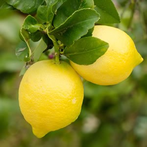 Seedless Lemon