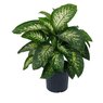 Dieffenbachia Plant - Dumb Cane Plant - Dieffenbachia Seguine