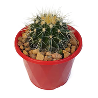 Golden Barrel Cactus -  Echinocactus Grusonii