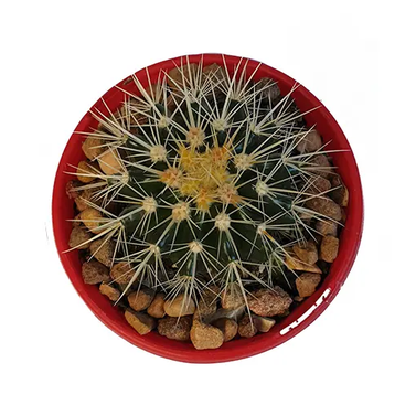 Golden Barrel Cactus -  Echinocactus Grusonii