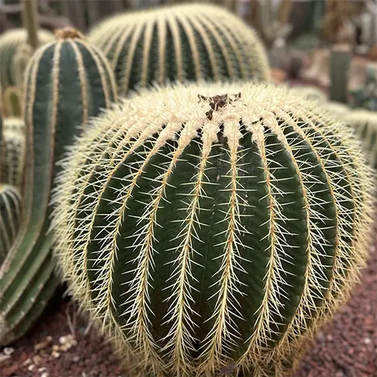 Golden Barrel Cactus -  Echinocactus Grusonii