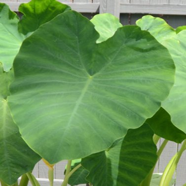 Colocasia Esculenta- Elephant Ear