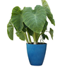 Colocasia Esculenta- Elephant Ear