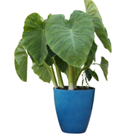 Colocasia Esculenta- Elephant Ear