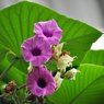 Elephant Vine - Elephant Ear Vine - Argyreia Nervosa