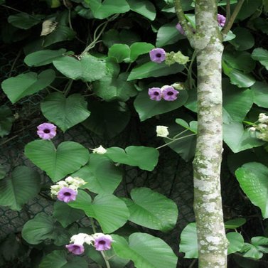 Elephant Vine - Elephant Ear Vine - Argyreia Nervosa