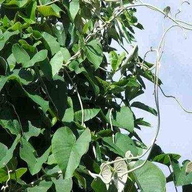 Elephant Vine - Elephant Ear Vine - Argyreia Nervosa