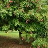 Litchi - Lychee - Litchi Chinensis