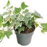 English Ivy Variegated - Hedera Helix Variegated