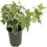 English Ivy Variegated - Hedera Helix Variegated