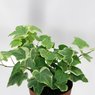 English Ivy Variegated - Hedera Helix Variegated