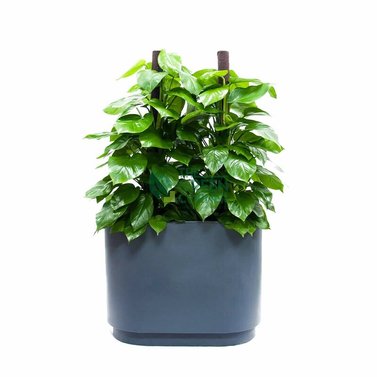 Green Money Plant - Epipremnum Aureum - Fortunate Plant