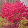 Burning Bush - Euonymus Alatus - Winged Spindle, Winged Euonymus