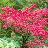 Burning Bush - Euonymus Alatus - Winged Spindle, Winged Euonymus