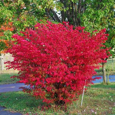 Burning Bush - Euonymus Alatus - Winged Spindle, Winged Euonymus