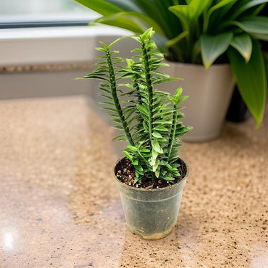 Euphorbia Tithymaloides - Devil Backbone