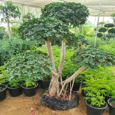 Ficus Multi Head Topery-Ficus carica L.